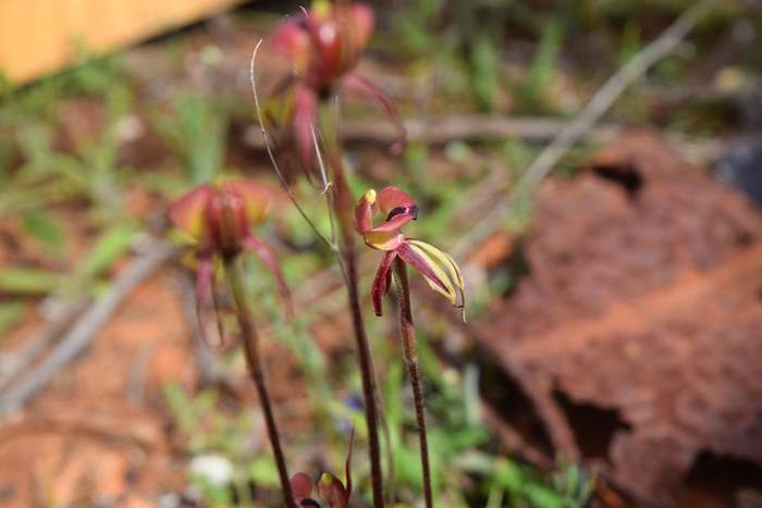 Chiloglottis formicifera Ant  Orchid 009.JPG